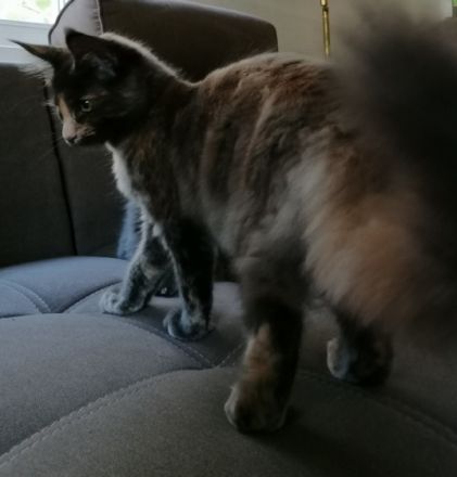 Verschmustes und typvolles Maine Coon Kitten sucht ein