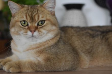 Amour bkh Black Golden shaded, Britisch Kurzhaar