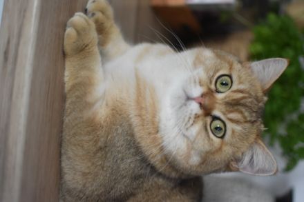 Amour bkh Black Golden shaded, Britisch Kurzhaar