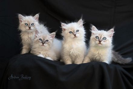 Neva Masquarade vom Haus der Sechem