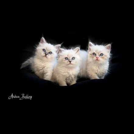 Neva Masquarade vom Haus der Sechem