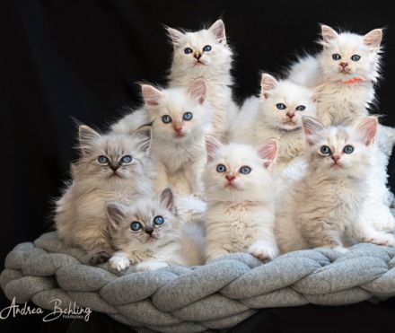 Neva Masquarade vom Haus der Sechem