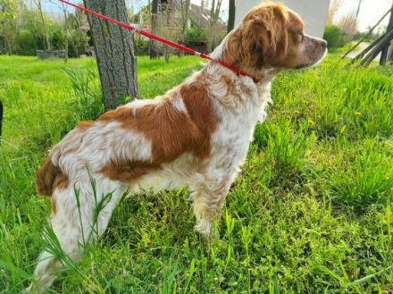 Drei wunderschöne Bretonen Junghunde (zwei Rüden und