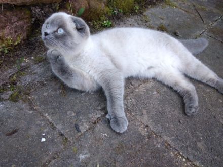 Zum abgeben sind 3 BKH Kitten. Geburt: 4 Kitten 24.02