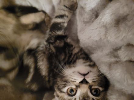 Zum abgeben sind 3 BKH Kitten. Geburt: 4 Kitten 24.02