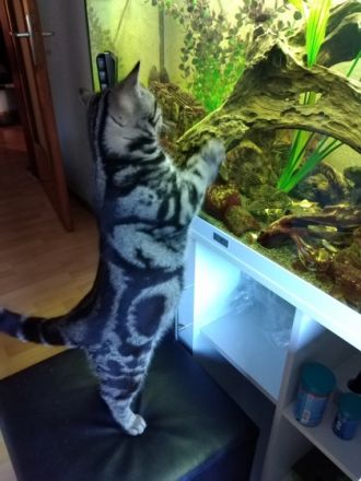 Zum abgeben sind 3 BKH Kitten. Geburt: 4 Kitten 24.02