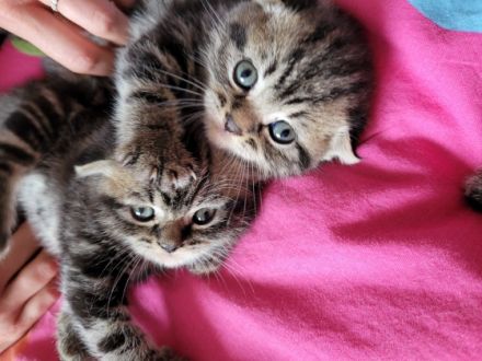 Zum abgeben sind 3 BKH Kitten. Geburt: 4 Kitten 24.02