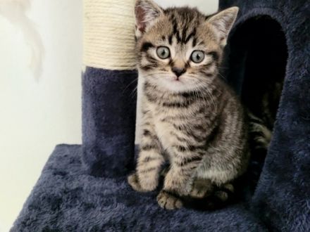 Zum abgeben sind 3 BKH Kitten. Geburt: 4 Kitten 24.02