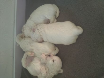 Unsere Hündin hat am 08.05.22 ihre 4 Babys bekommen,sie