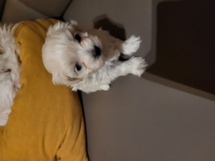 Liebe interessierte Welpenkäufer, Unsere Maltipoo