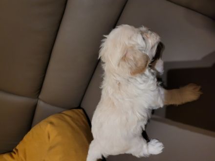 Liebe interessierte Welpenkäufer, Unsere Maltipoo
