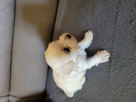 Liebe interessierte Welpenkäufer, Unsere Maltipoo
