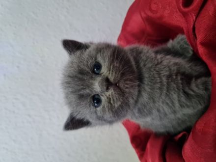 Guten Tag, Unsere Katze Zoja hatte am 03.04.22 einen