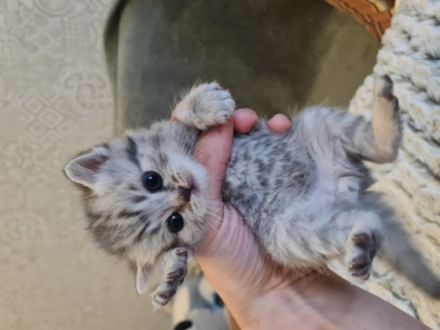 Guten Tag, Unsere Katze Zoja hatte am 03.04.22 einen