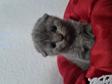 Guten Tag, Unsere Katze Zoja hatte am 03.04.22 einen