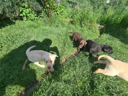 Wir haben kleine süße Labradore (braun/blond/schwarz)