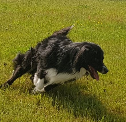 Knights Just in Case of Joker