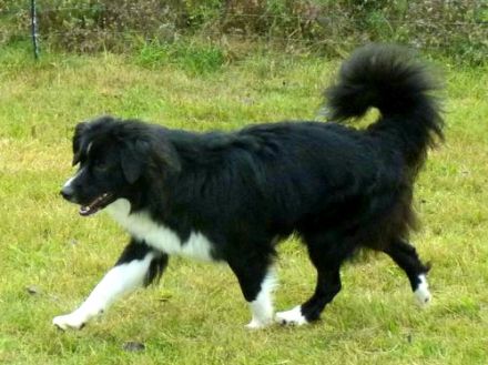 Knights Just in Case of Joker