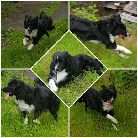 Knights Just in Case of Joker