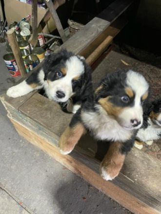2 zuckersüße,reinrassige Betnersennenhundwelpen geboren