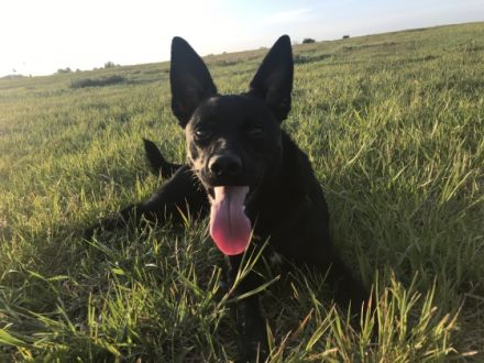 Ich muss mich schweren Herzens von meinem Traum Hund