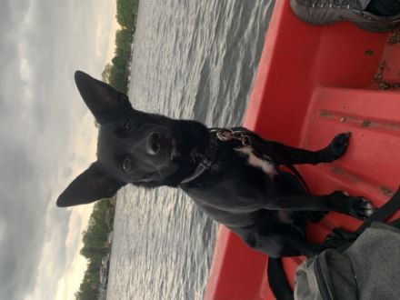 Ich muss mich schweren Herzens von meinem Traum Hund