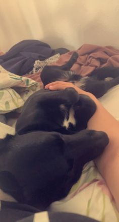 Ich muss mich schweren Herzens von meinem Traum Hund