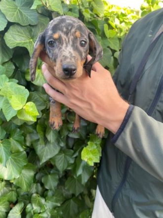 Unsere Kurzhaardackelwelpen im den seltenen