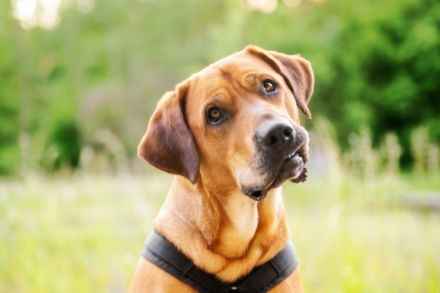 Hundetraining Ulf Merkel