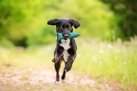 Hundetraining Ulf Merkel