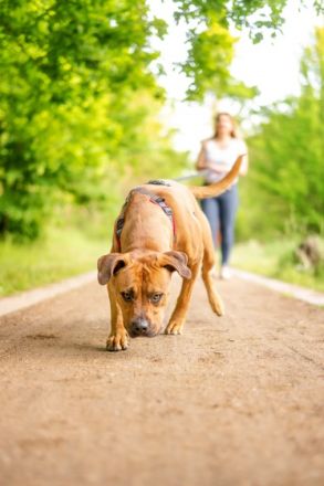Hundetraining Ulf Merkel