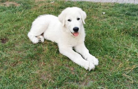 Guten Tag, wir haben einen wunderschönen Wurf Maremmano