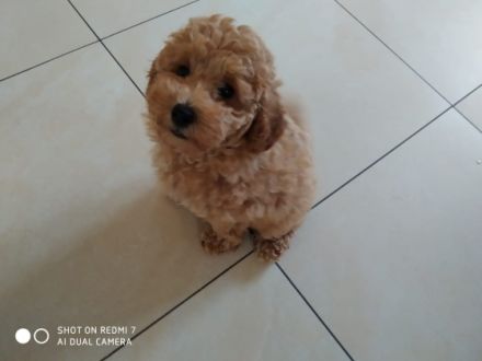 Zwergpudel "Team Curlys,"mit VDH-Papieren, Wurftag 12