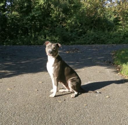 Hallo, unsere wunderschöne, American Stafford Pitbull