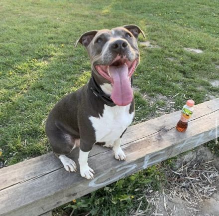 Hallo, unsere wunderschöne, American Stafford Pitbull