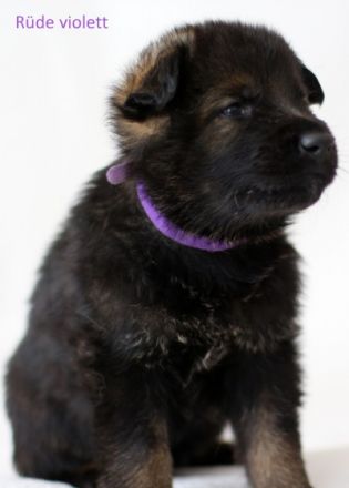 Am 30.04.2022 wurden in unserer Hobbyzucht süße