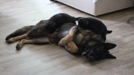 Am 30.04.2022 wurden in unserer Hobbyzucht süße