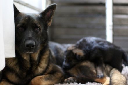 Am 30.04.2022 wurden in unserer Hobbyzucht süße