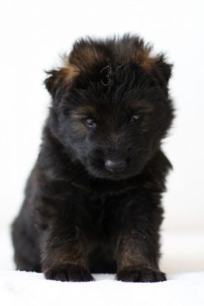 Am 30.04.2022 wurden in unserer Hobbyzucht süße