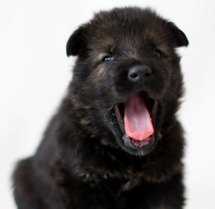 Am 30.04.2022 wurden in unserer Hobbyzucht süße