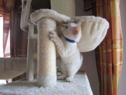 Verkaufe junge Bengalkitten in der Farbe Snow Lynx