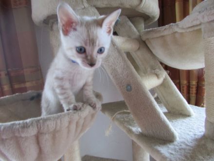 Verkaufe junge Bengalkitten in der Farbe Snow Lynx