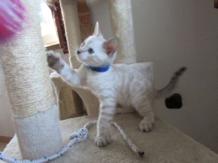 Verkaufe junge Bengalkitten in der Farbe Snow Lynx
