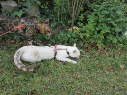 Verkaufe junge Bengalkitten in der Farbe Snow Lynx