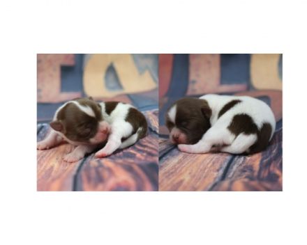 Update: Unsere Welpen sind geboren am 19.05. Es sind 3