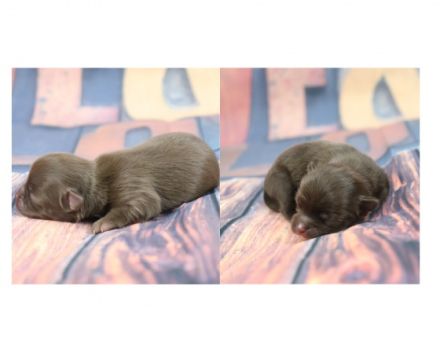 Update: Unsere Welpen sind geboren am 19.05. Es sind 3