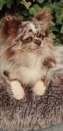 Update: Unsere Welpen sind geboren am 19.05. Es sind 3