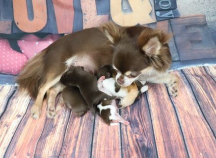 Update: Unsere Welpen sind geboren am 19.05. Es sind 3