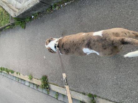 Tyson, Der liebevolle tyson sucht ein neues Zuhause,