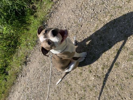 Tyson, Der liebevolle tyson sucht ein neues Zuhause,